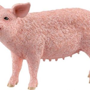 Schwein