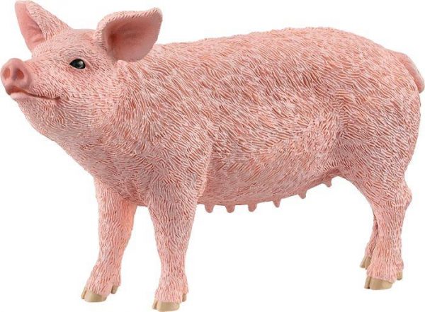 Schwein