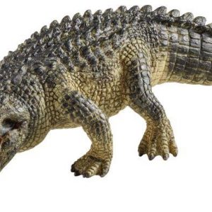 Alligator